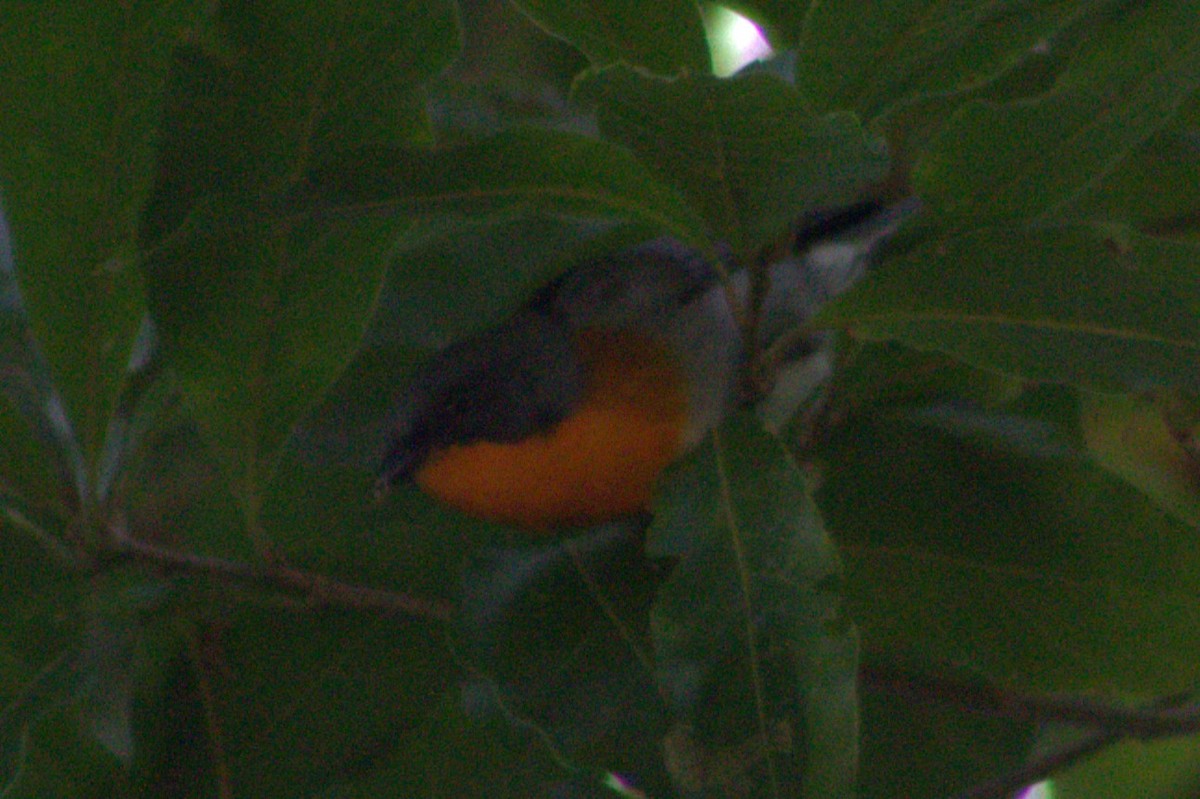 Flame-throated Warbler - Iyok Madriz Guevara