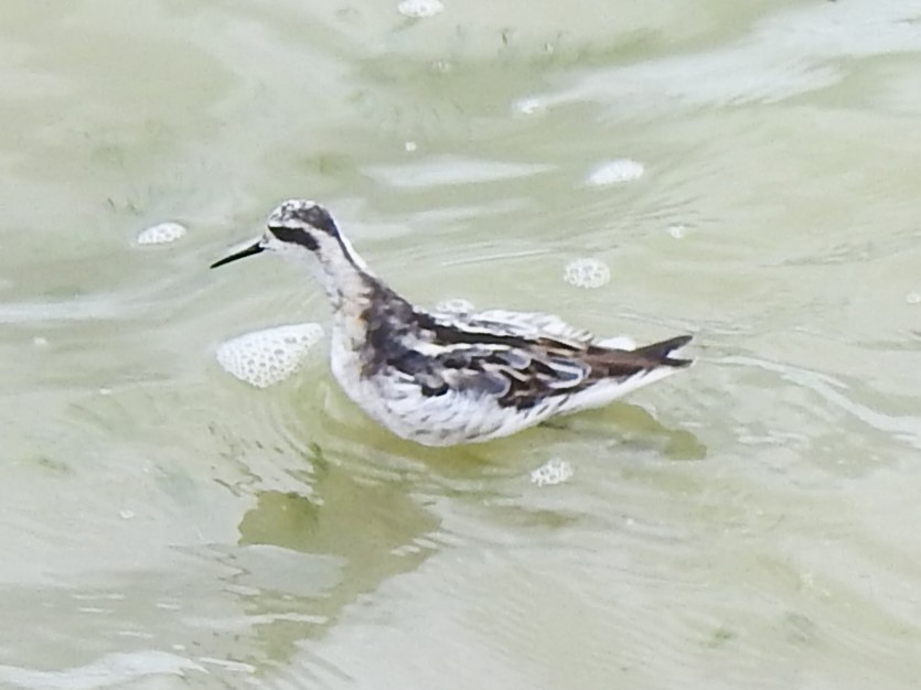 Phalarope à bec étroit - ML622417511