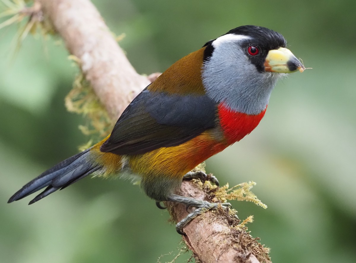Toucan Barbet - ML622417611