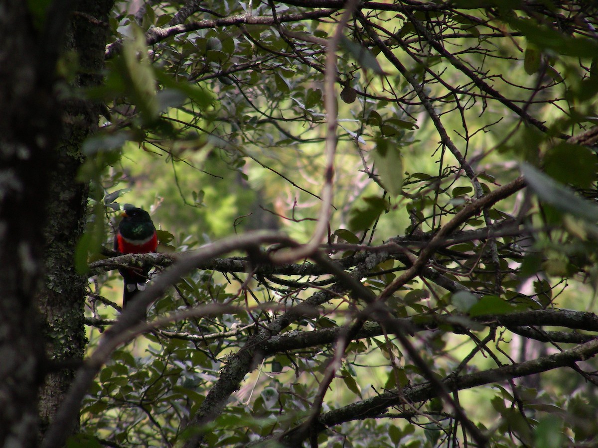 trogon mexický - ML622417689