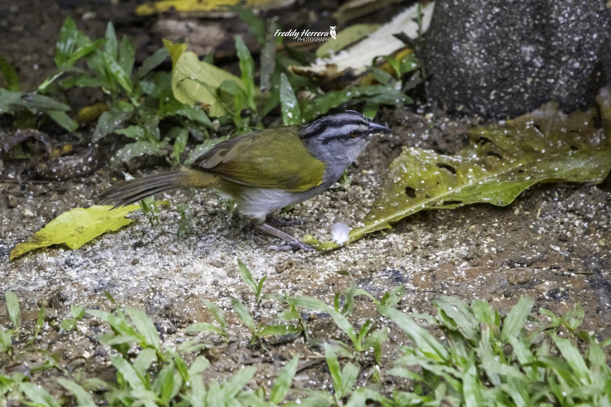 Black-striped Sparrow - ML622417692