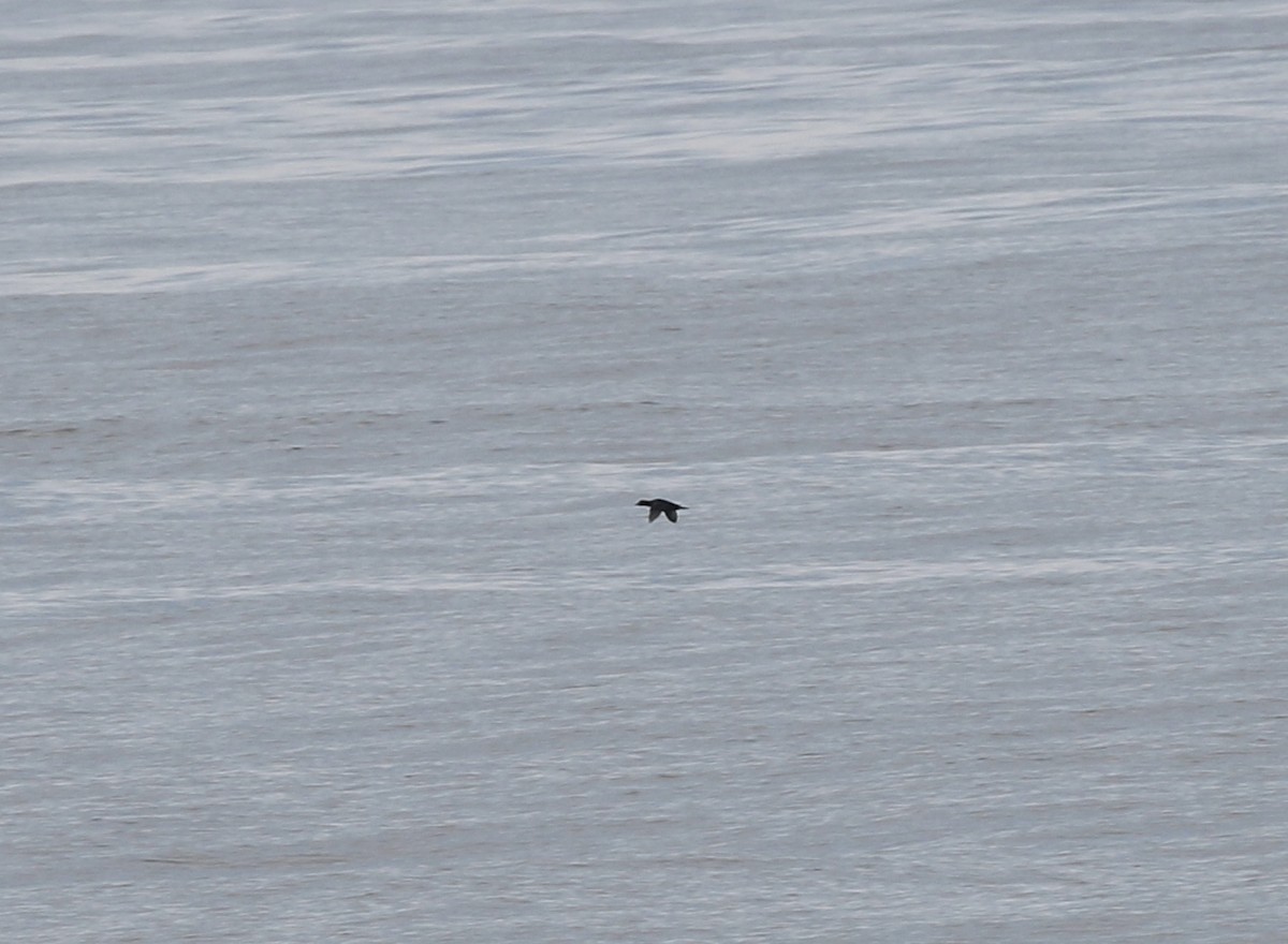 Black Scoter - ML622417713