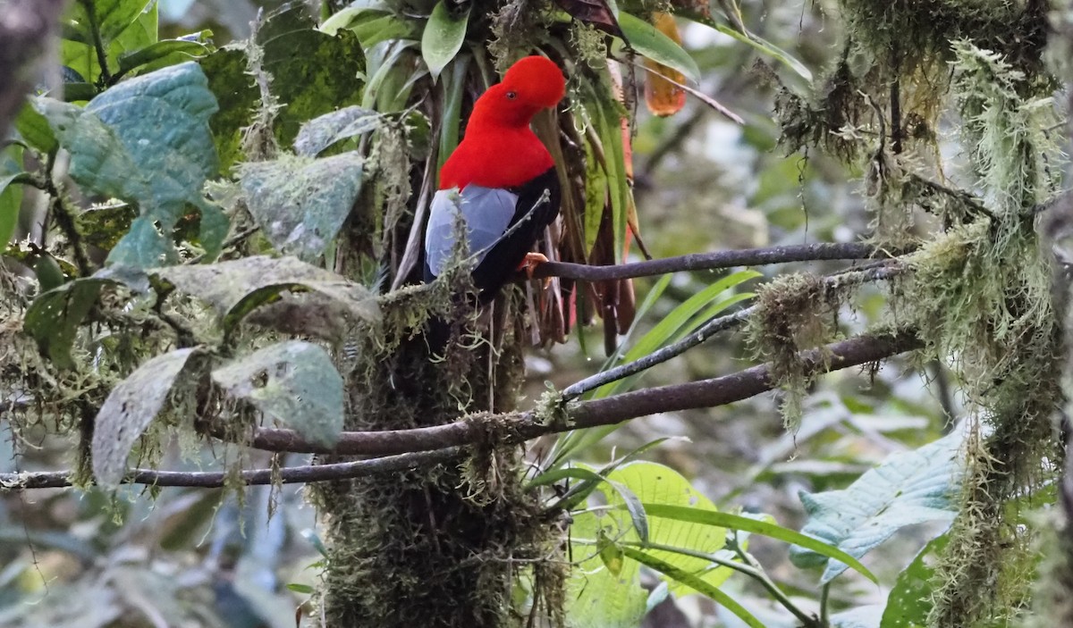 Andean Cock-of-the-rock - ML622417716