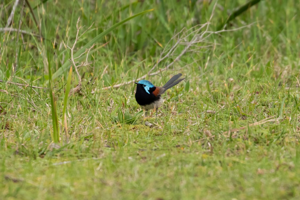 Red-winged Fairywren - ML622417769