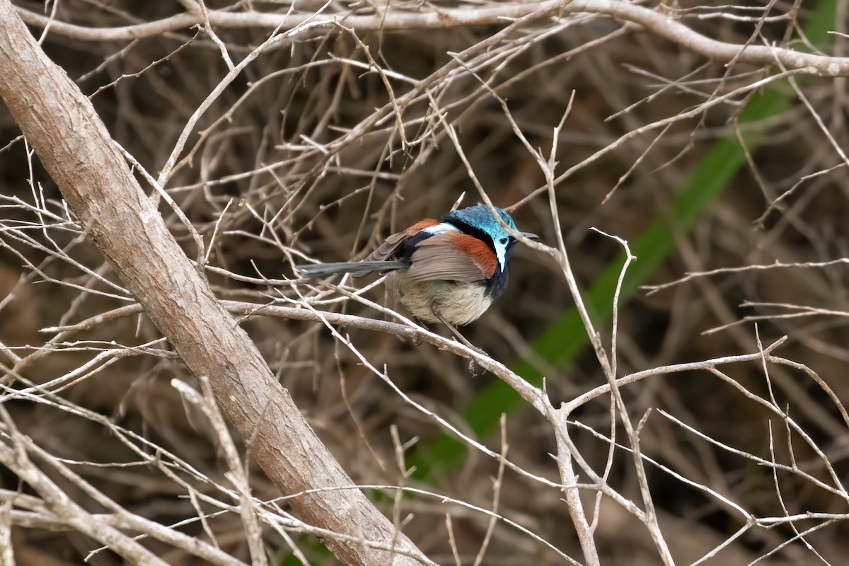 Red-winged Fairywren - ML622417773