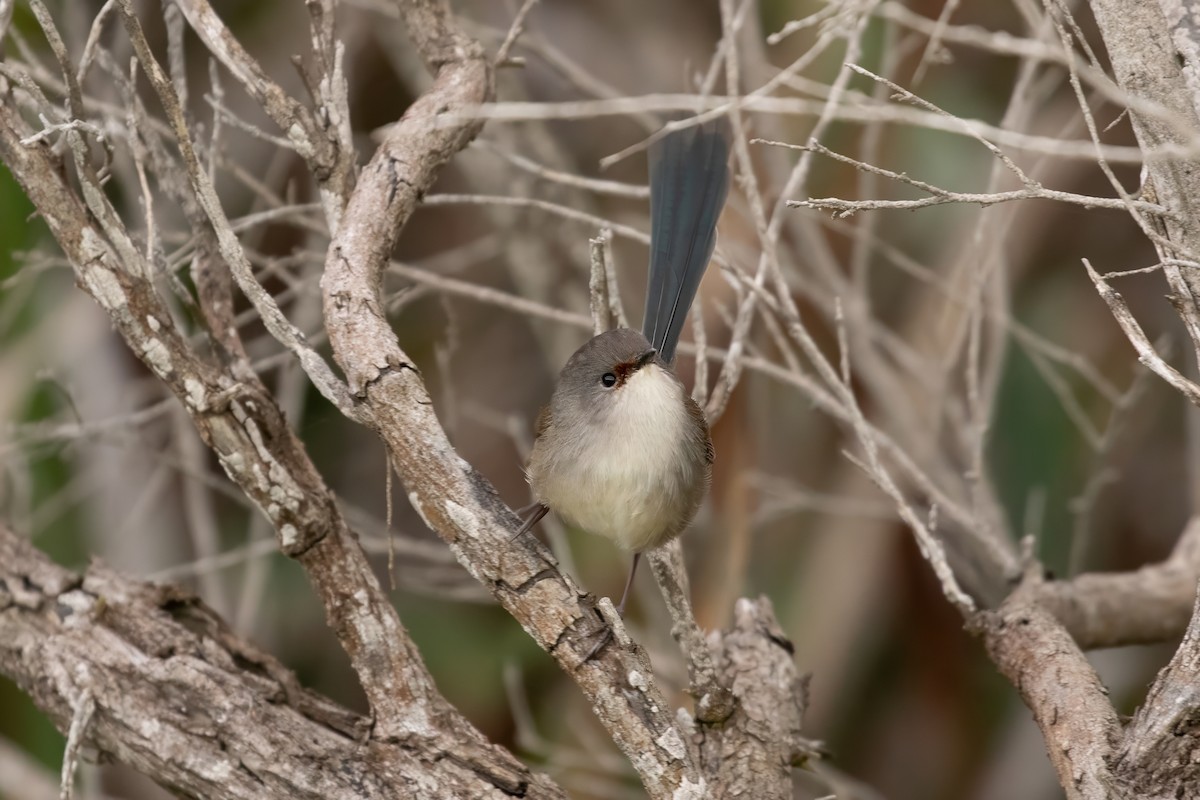 Red-winged Fairywren - Anonymous