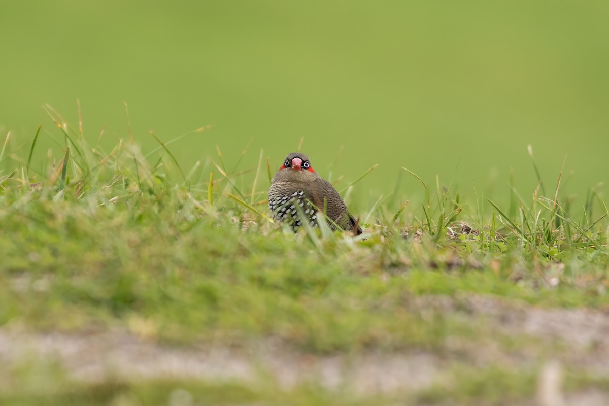 Red-eared Firetail - ML622417783