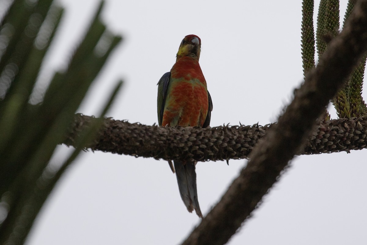 Western Rosella - ML622417788