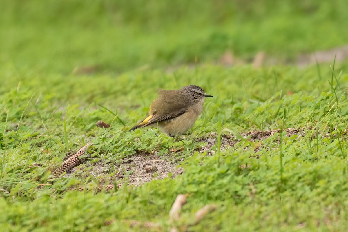 Yellow-rumped Thornbill - ML622417803