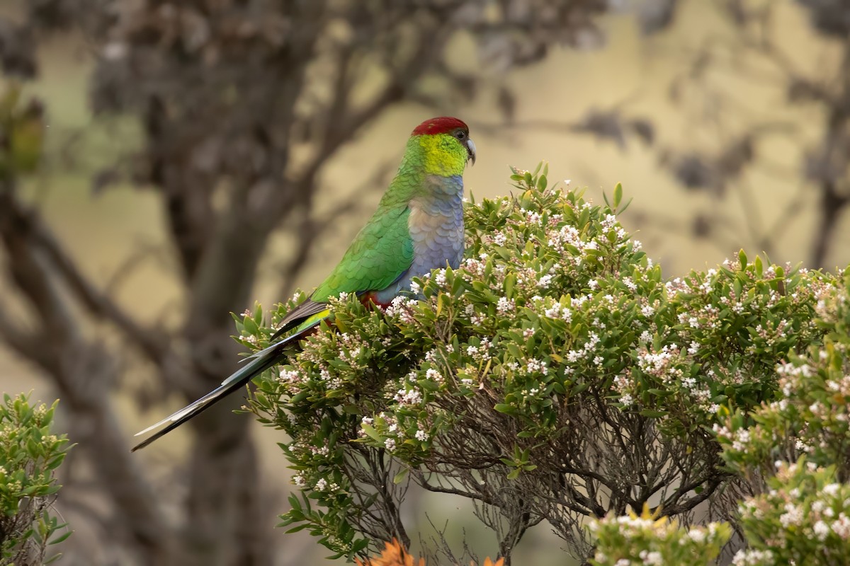 Red-capped Parrot - ML622417827