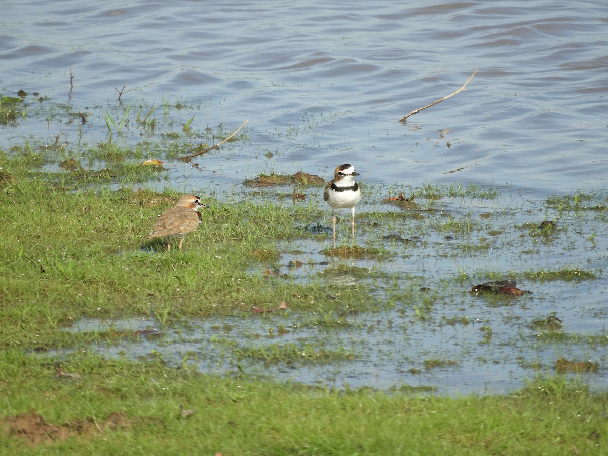 Collared Plover - ML622417836