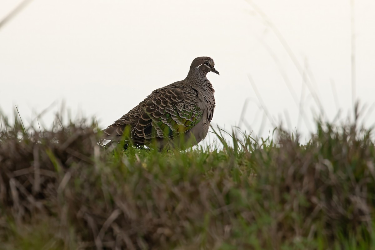 Common Bronzewing - ML622417837