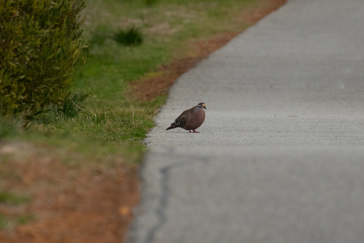 Common Bronzewing - ML622417839