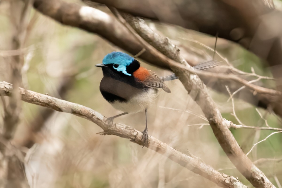 Red-winged Fairywren - ML622417848