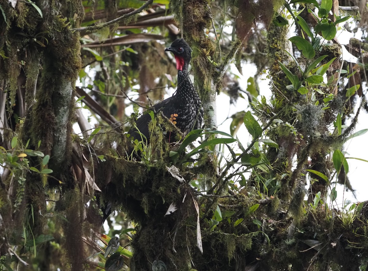 Crested Guan - ML622417852