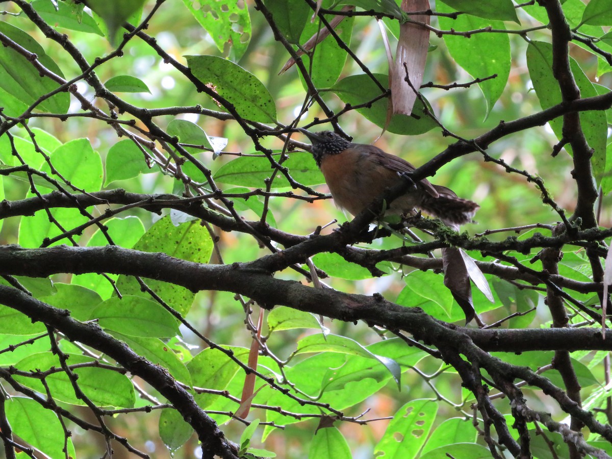 Rufous-breasted Wren - ML622417859