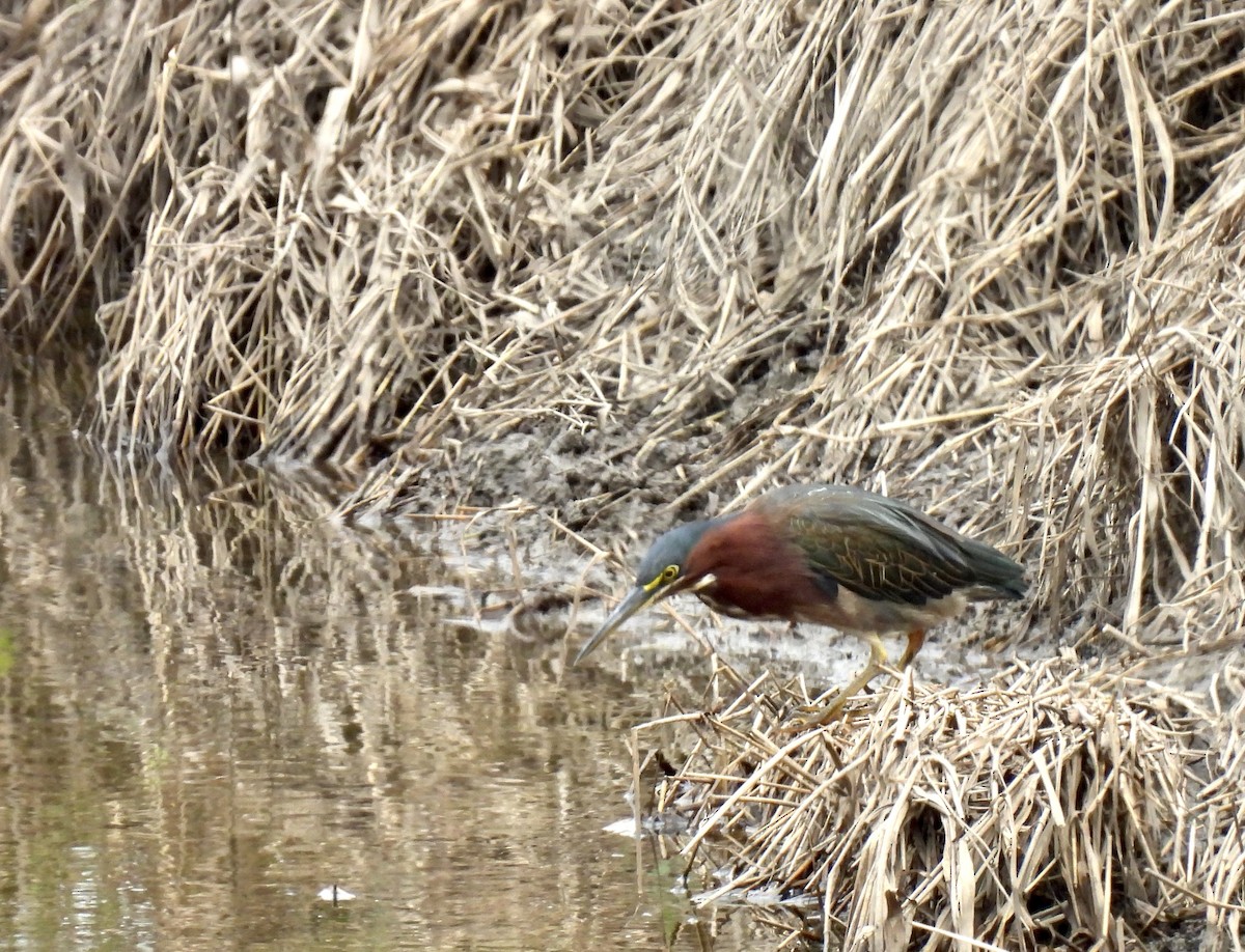 Green Heron - ML622417914