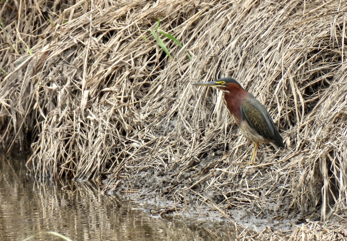 Green Heron - ML622417956