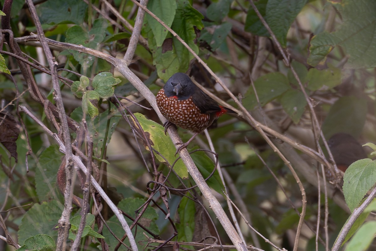 Brown Twinspot - ML622418069