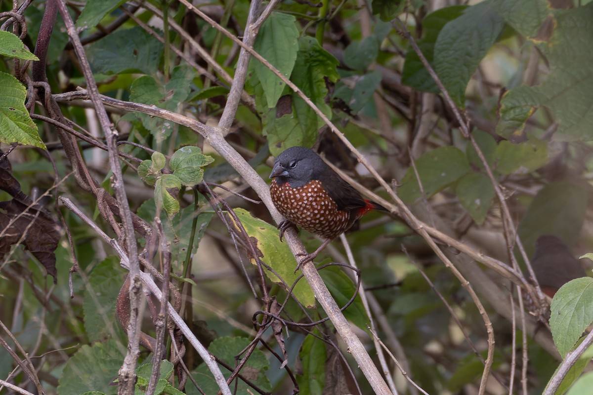 Brown Twinspot - ML622418070