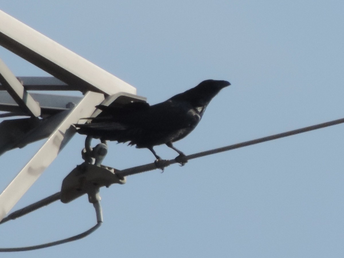 Хон хэрээ - ML622418116