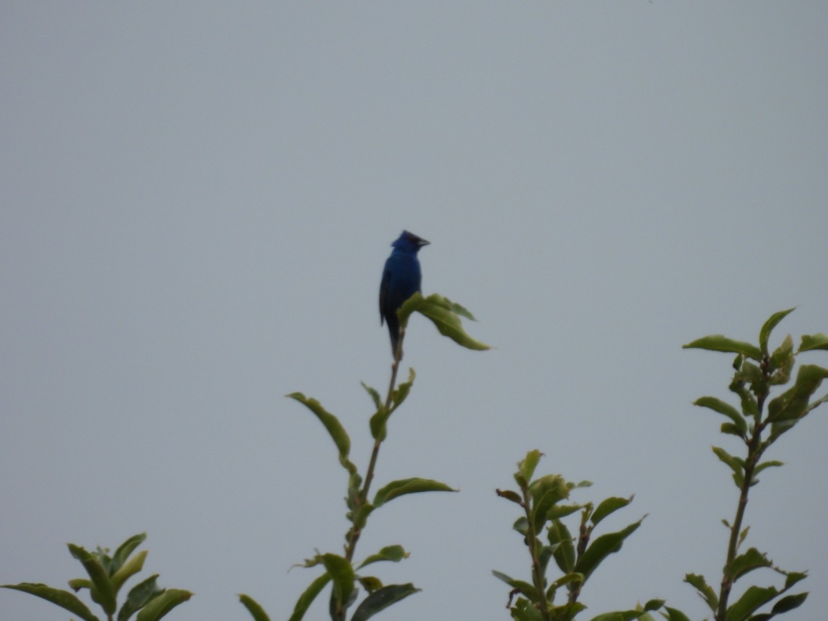 Passerin indigo - ML622418144