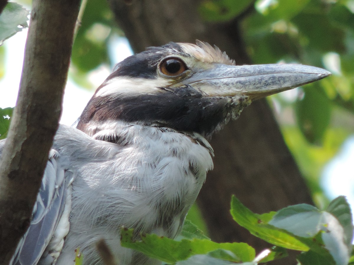 Yellow-crowned Night Heron - ML622418168