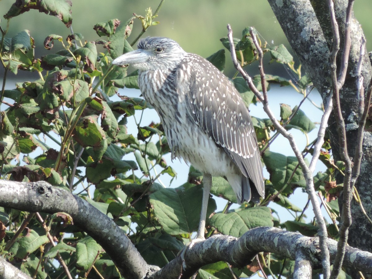 Yellow-crowned Night Heron - ML622418175