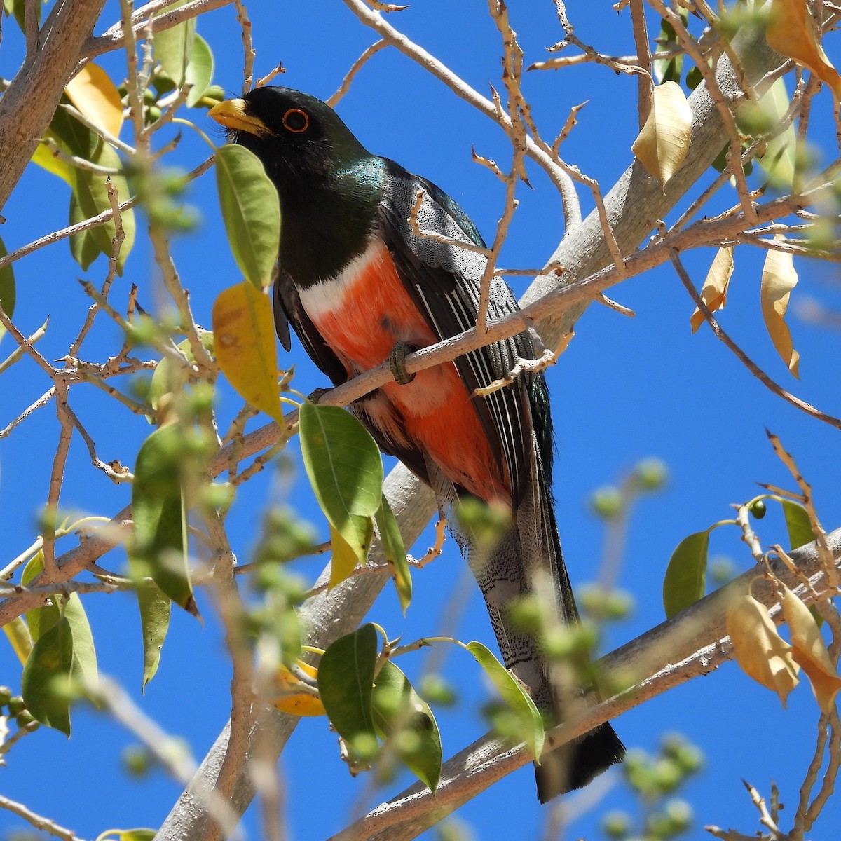 trogon krásný - ML622418256