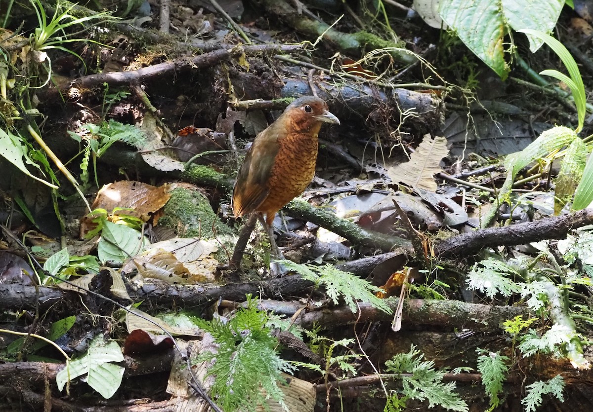 Giant Antpitta - ML622418309