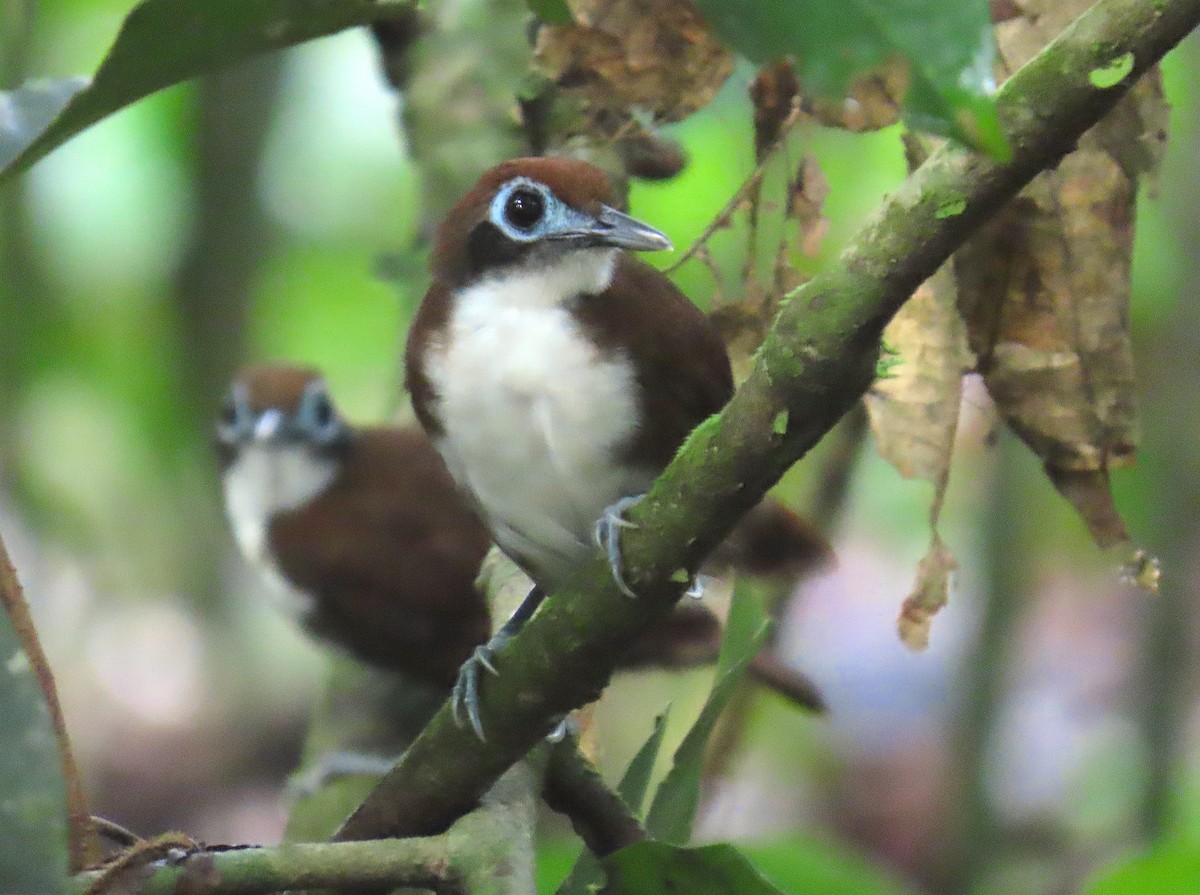 Weißkehl-Ameisenvogel - ML622418393