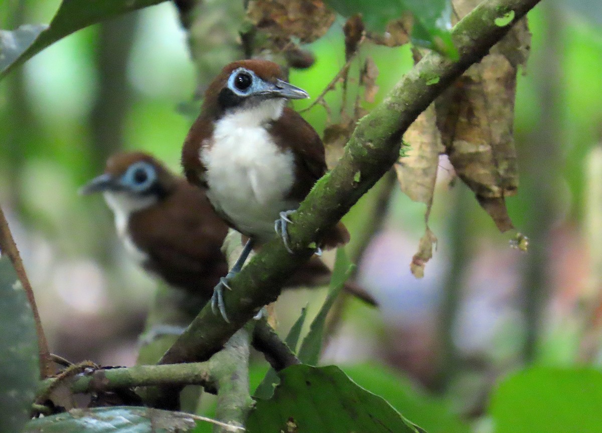 Bicolored Antbird - Hannah Floyd