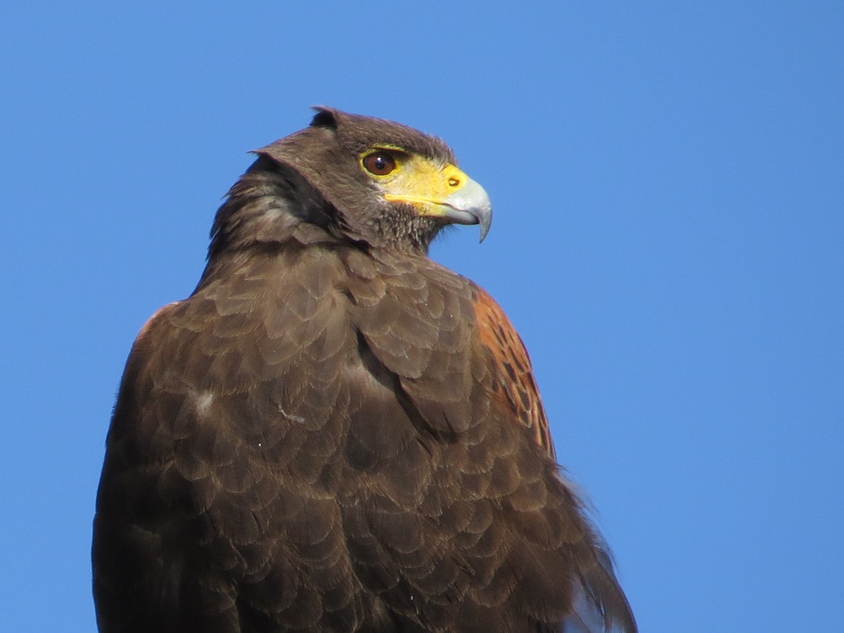 Harris's Hawk - ML622418398