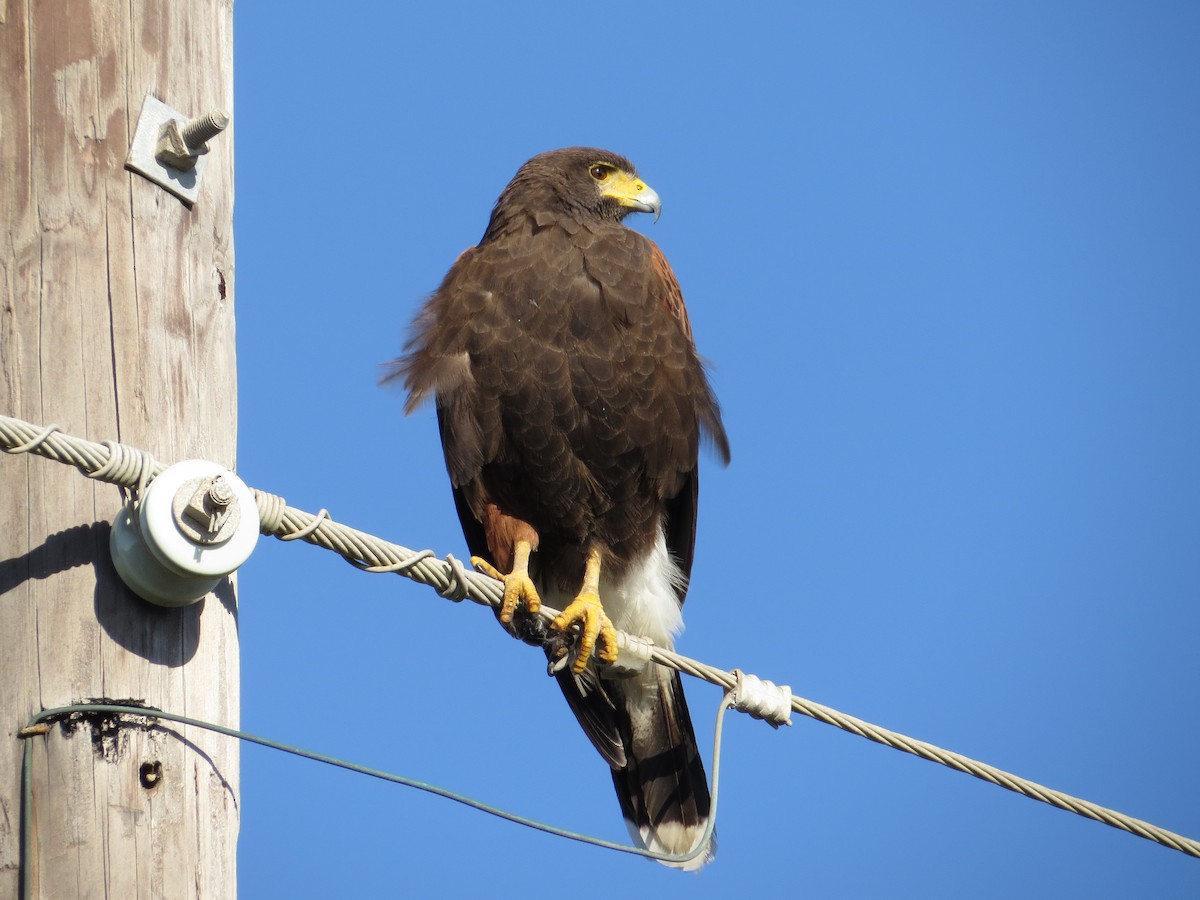 Harris's Hawk - ML622418399