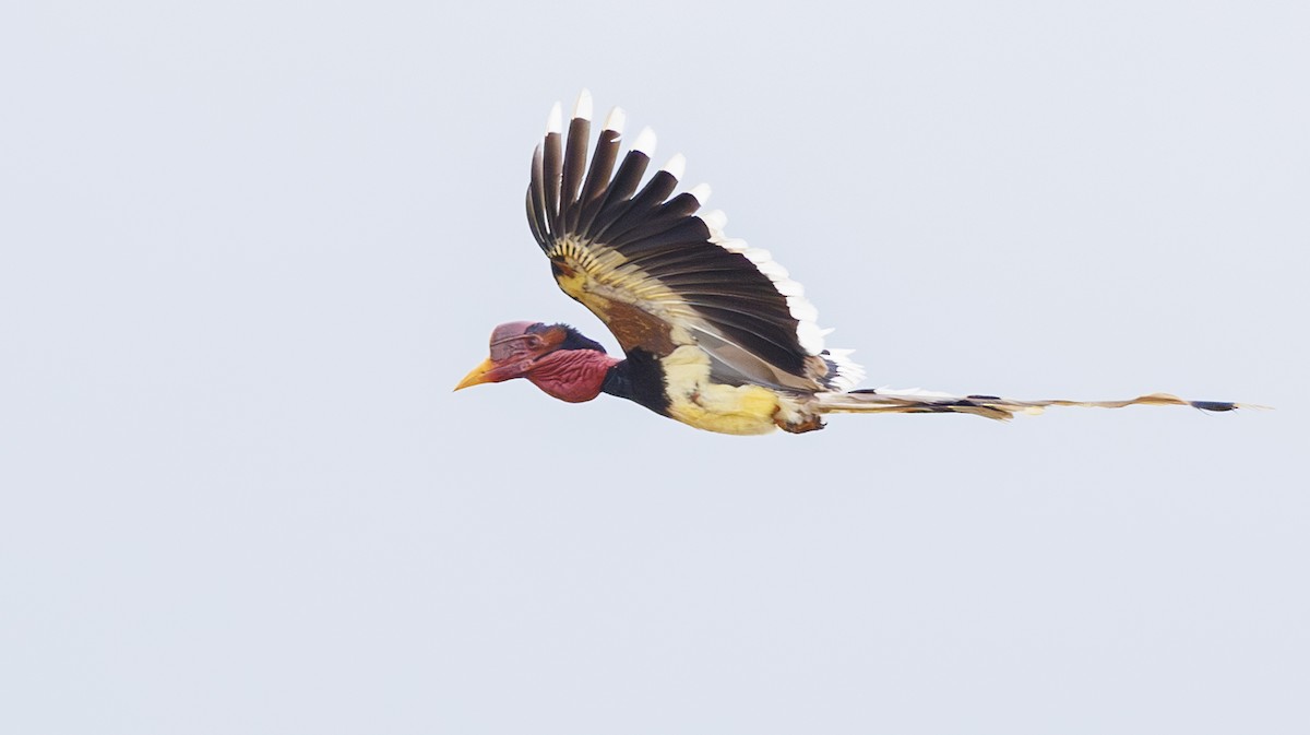 Helmeted Hornbill - ML622418439