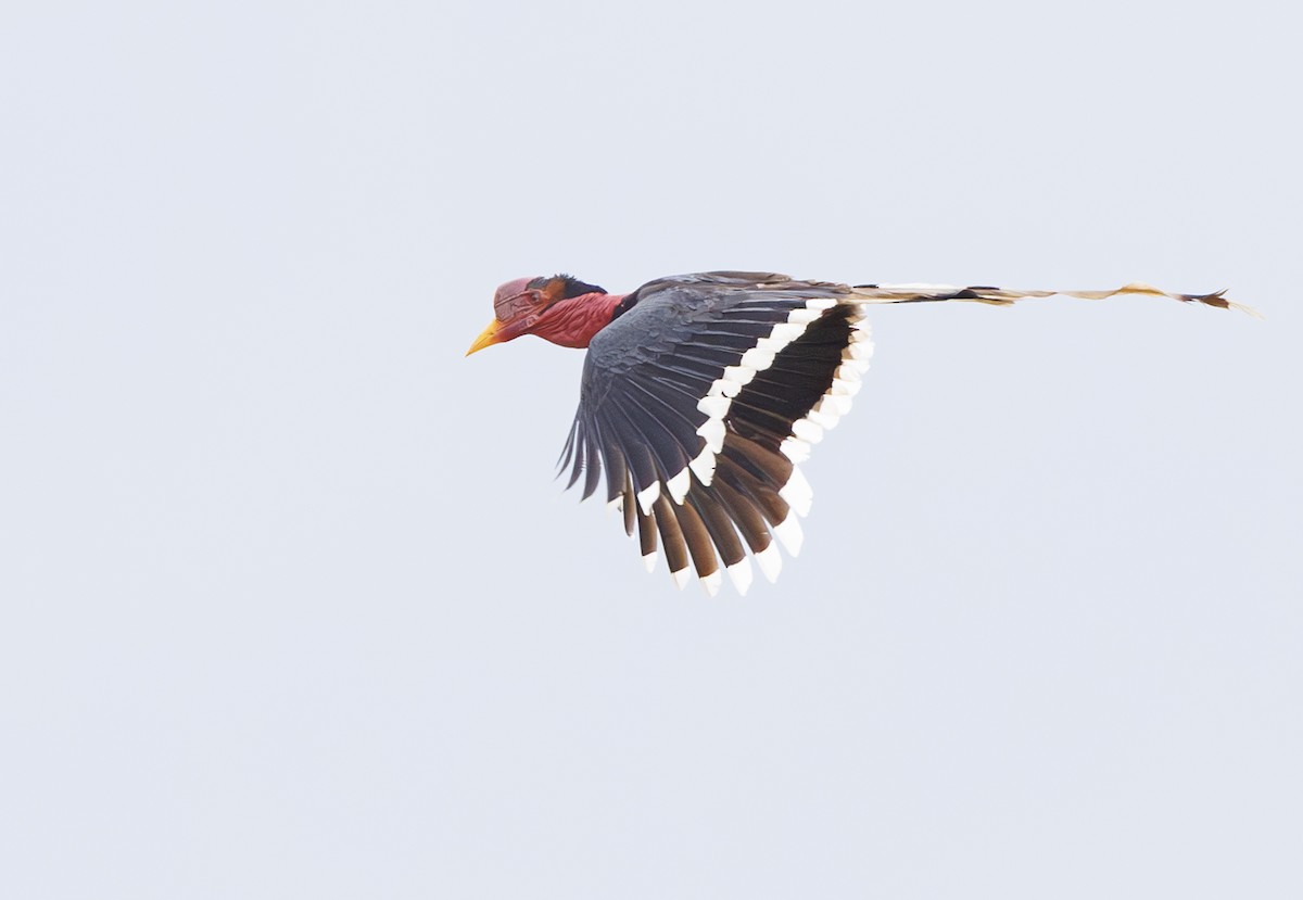 Helmeted Hornbill - ML622418440