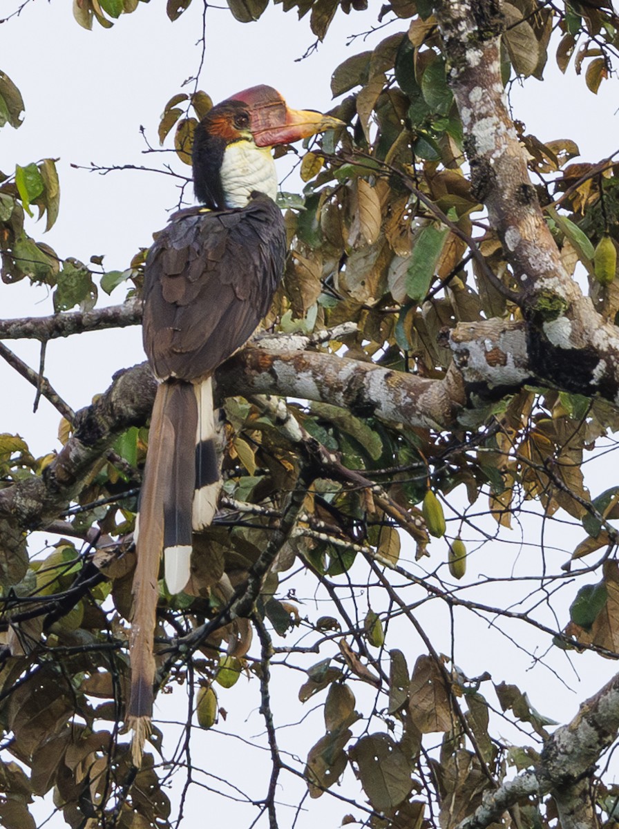 Helmeted Hornbill - ML622418441