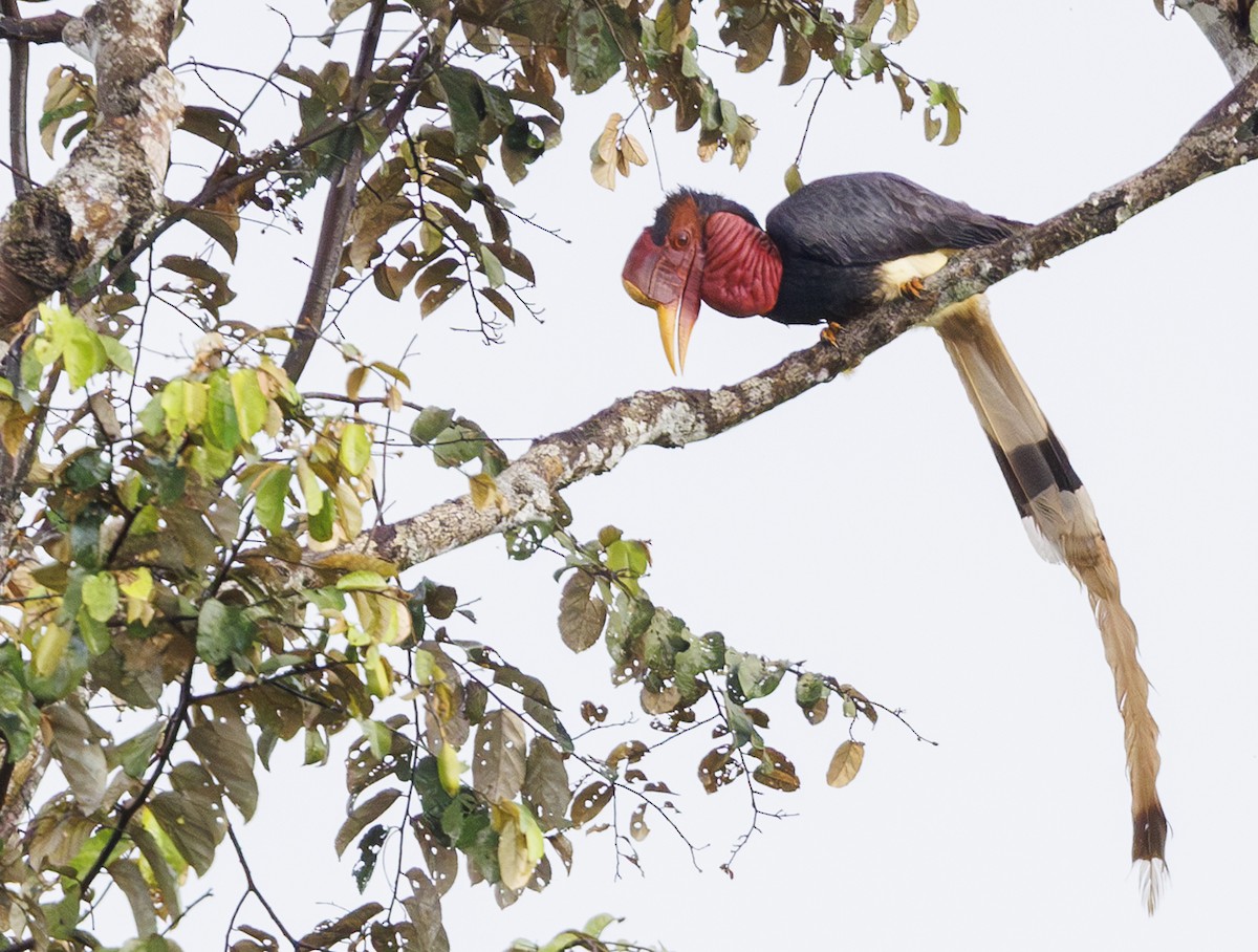 Helmeted Hornbill - ML622418442