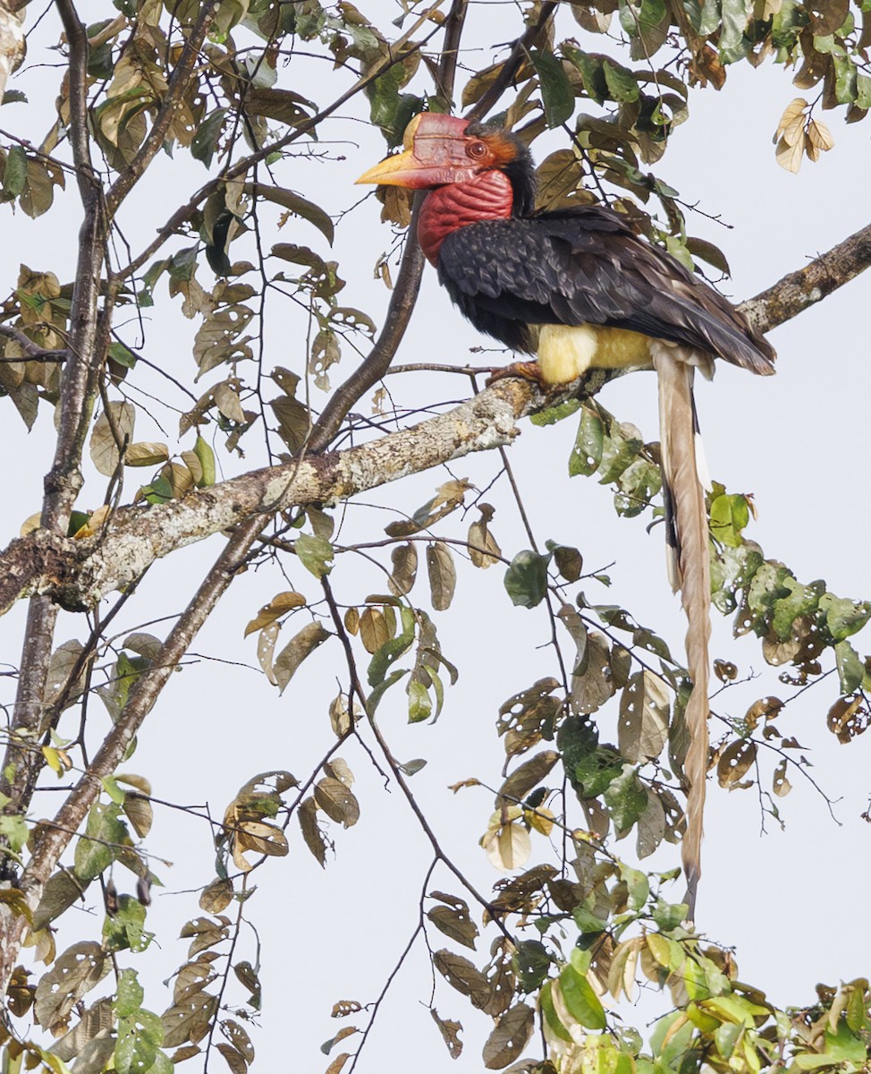 Helmeted Hornbill - ML622418443