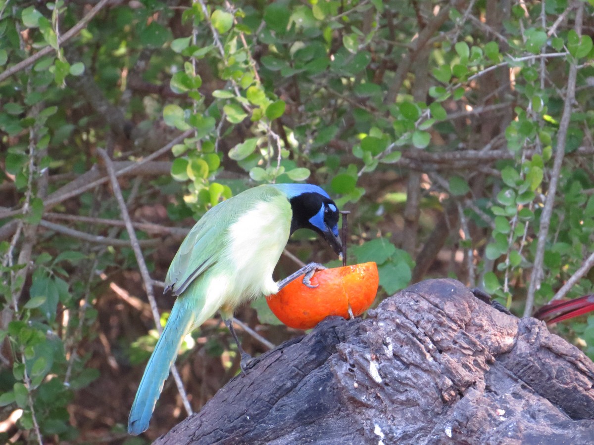 Green Jay - ML622418489