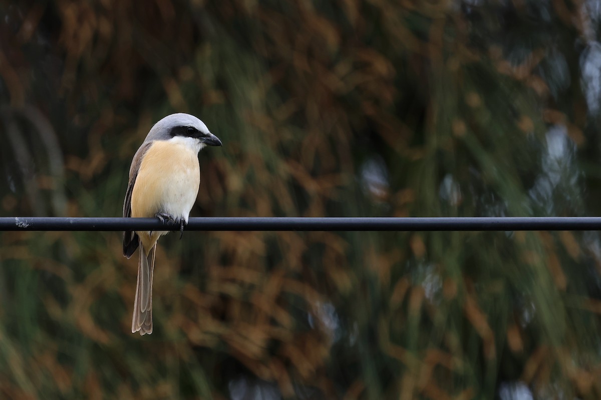 Brown Shrike (Philippine) - ML622418546