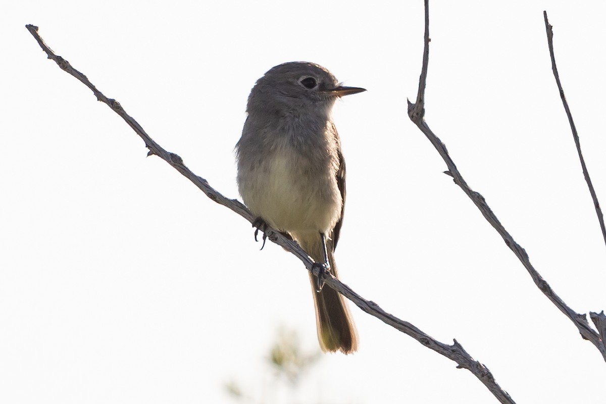 Gray Flycatcher - ML622418667