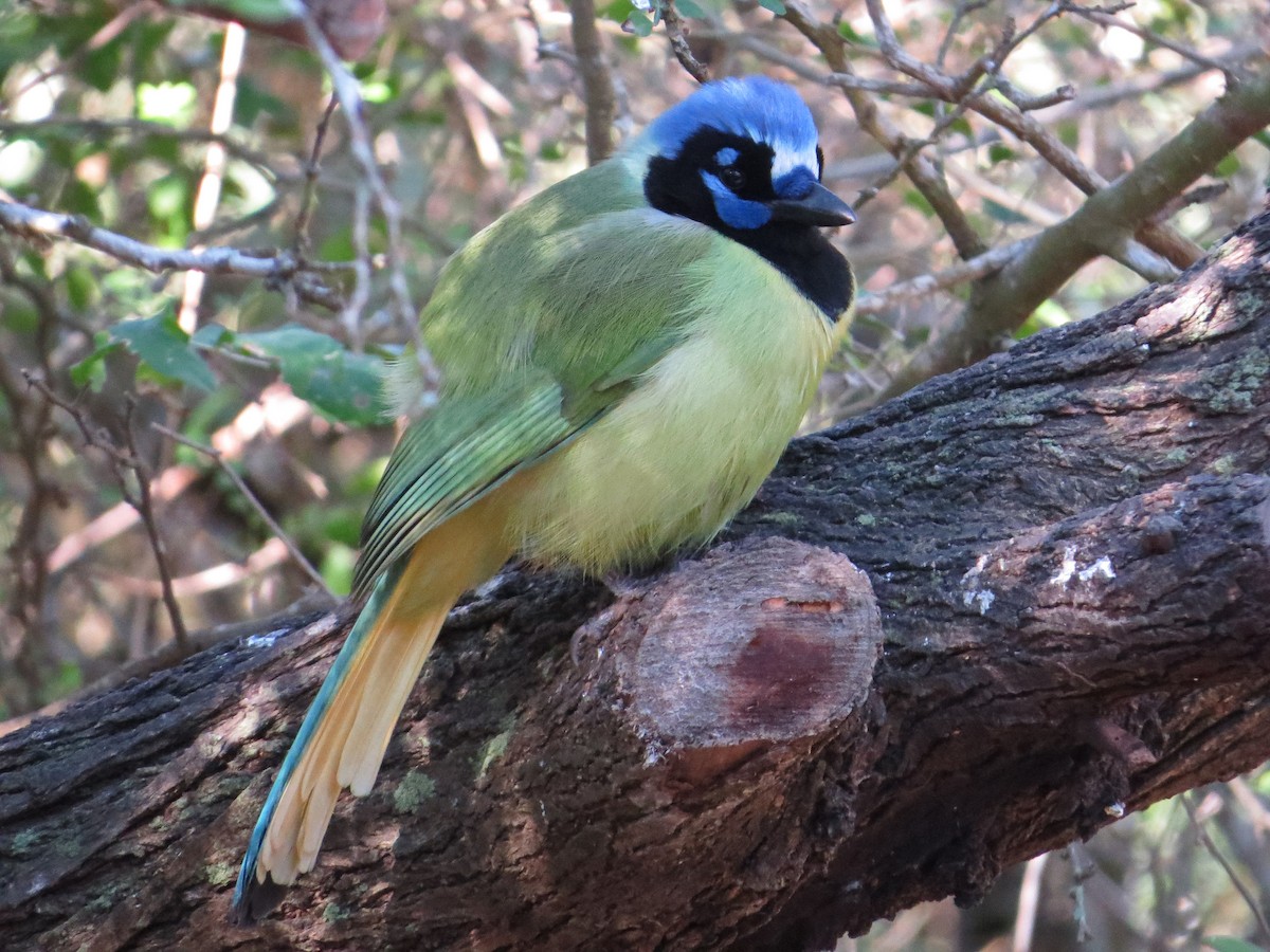 Green Jay - ML622418696