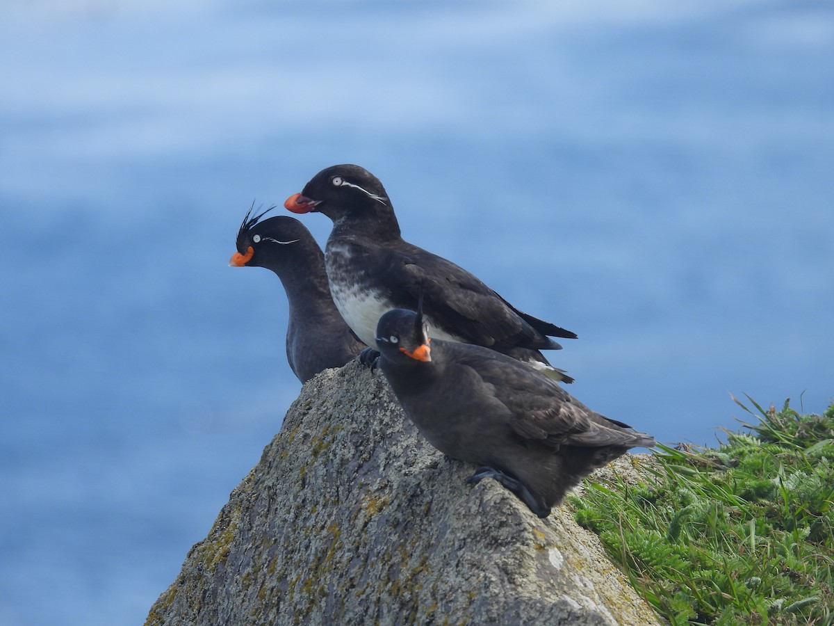 Crested Auklet - ML622418708