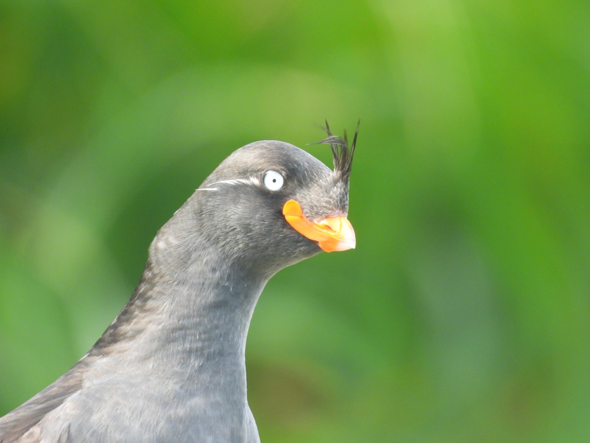 Crested Auklet - ML622418709