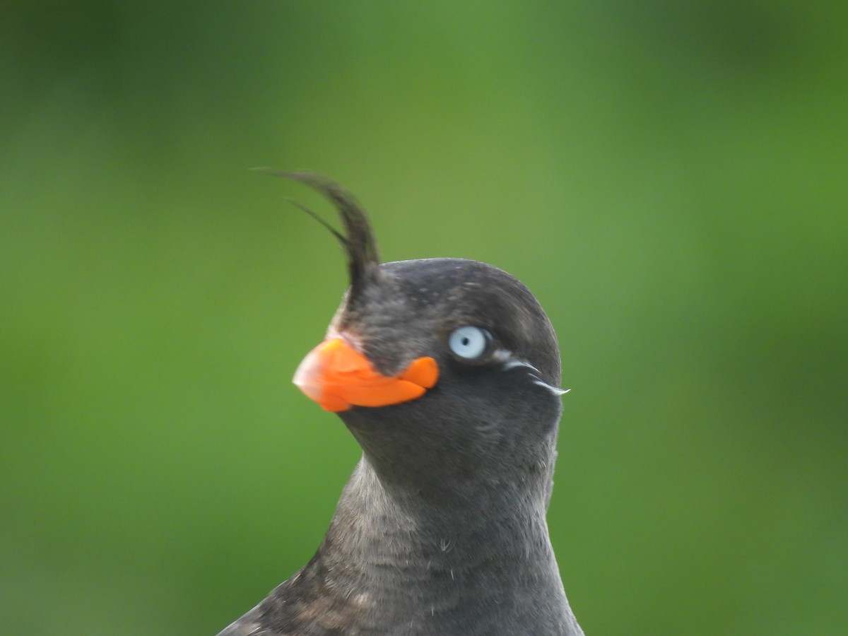 Crested Auklet - ML622418710