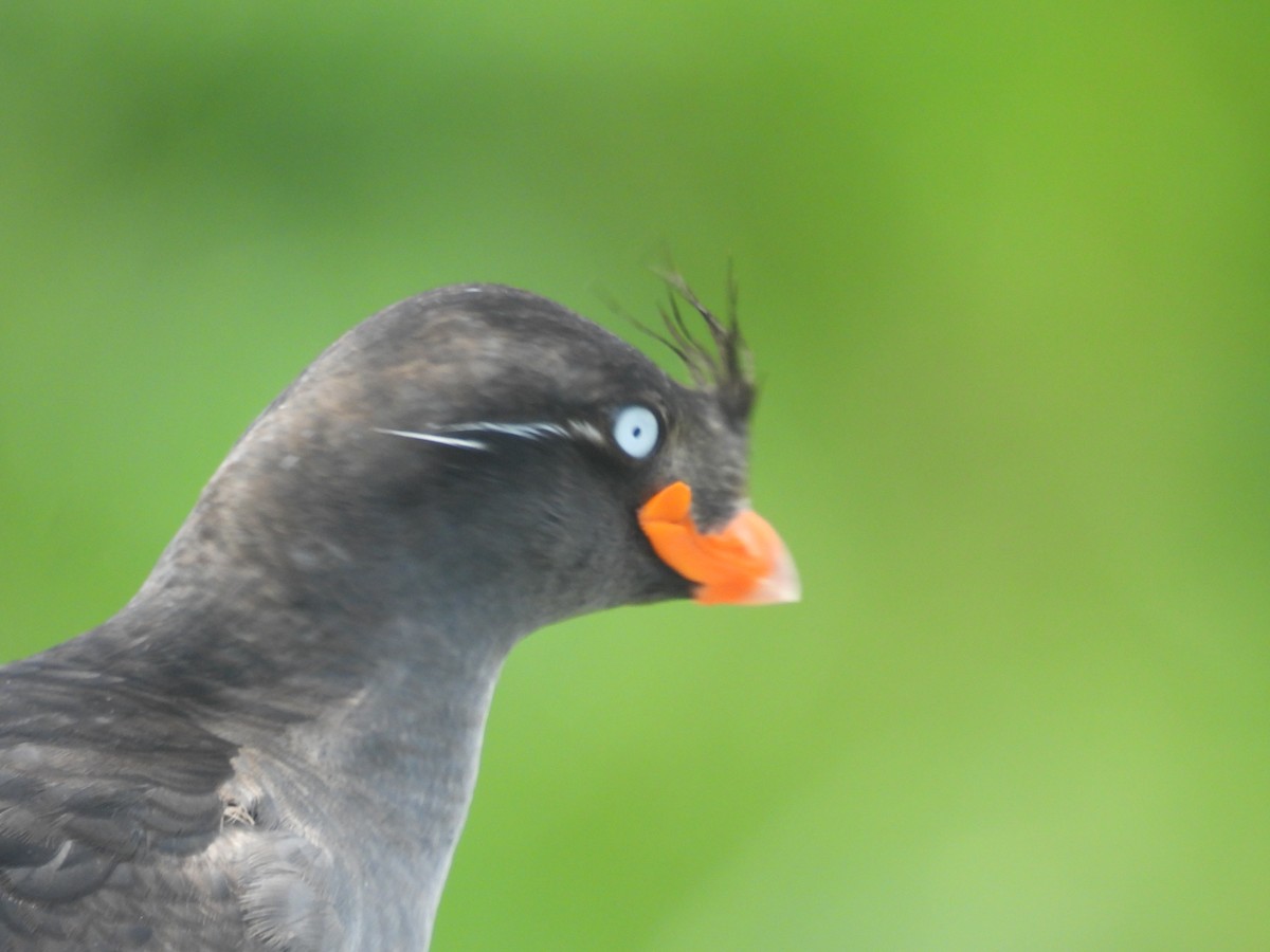 Crested Auklet - ML622418711