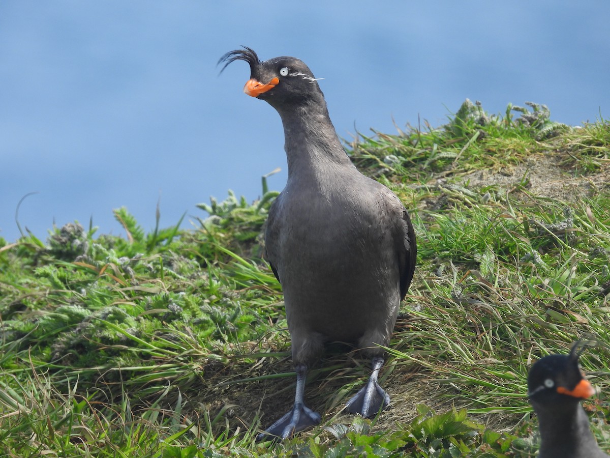 Crested Auklet - ML622418712