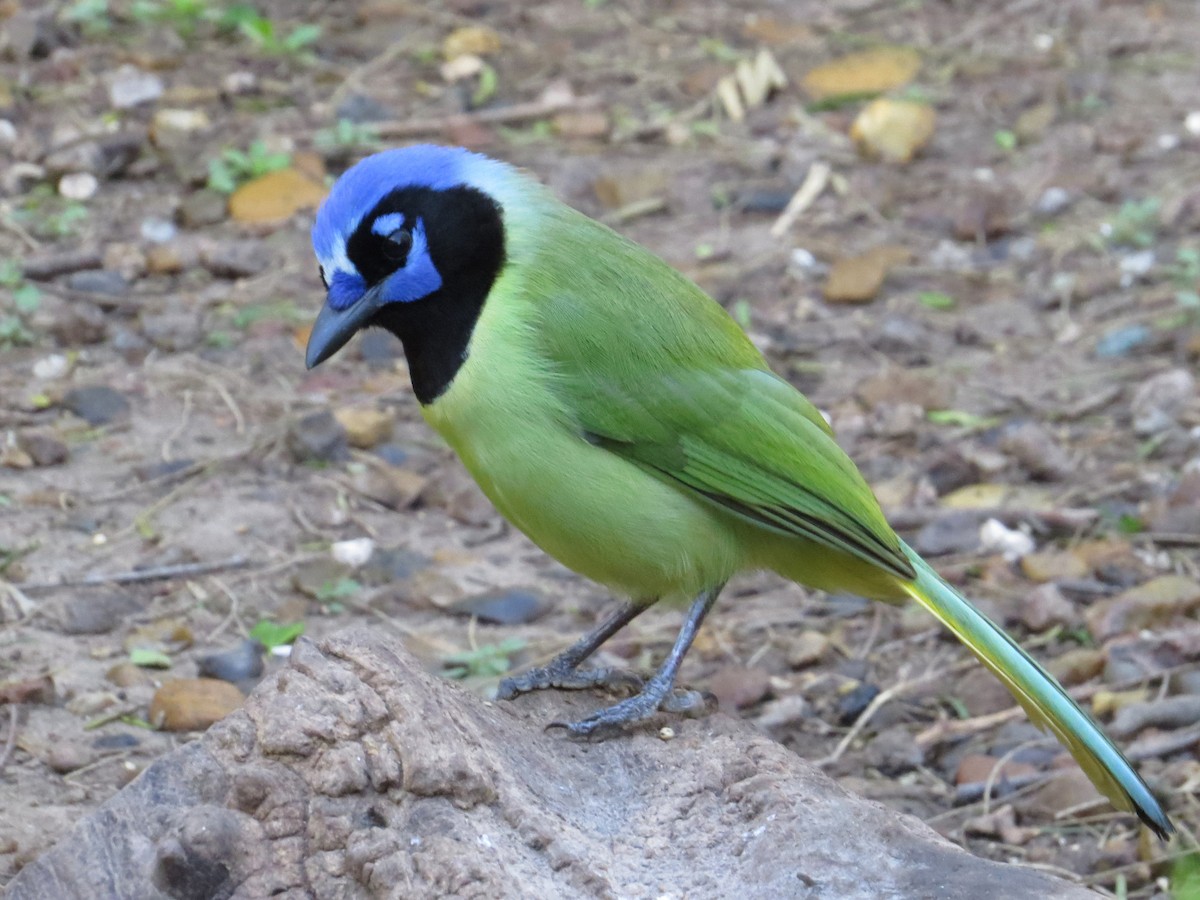 Green Jay - ML622418739