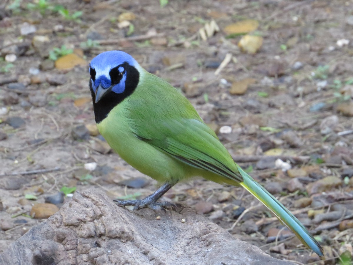 Green Jay - ML622418742